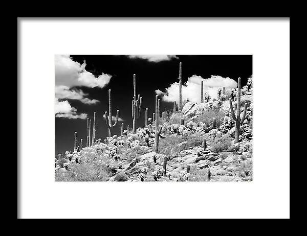 Arizona Framed Print featuring the photograph Black Arizona Series - Saguaro Cactus Hill by Philippe HUGONNARD