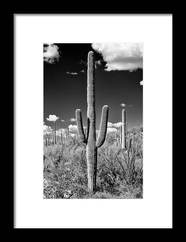 Arizona Framed Print featuring the photograph Black Arizona Series - Saguaro Cactus II by Philippe HUGONNARD