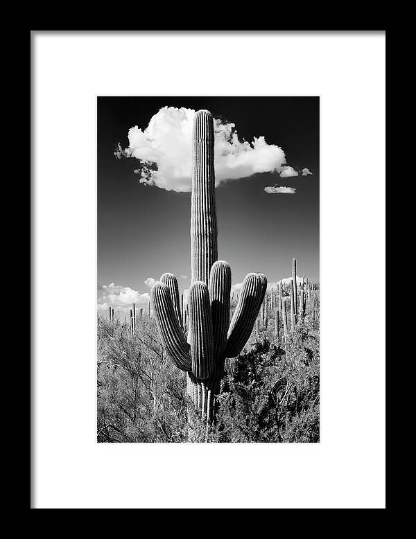 Arizona Framed Print featuring the photograph Black Arizona Series - The Saguaro Cactus by Philippe HUGONNARD