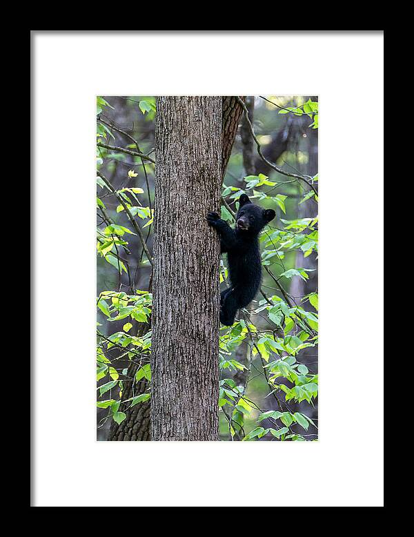 Black Bear Cub Framed Print featuring the photograph Black bear cub climbing up tree trunk by Dan Friend