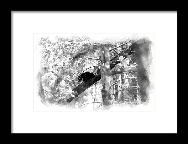 Black Bear Framed Print featuring the photograph Black bear cub in tree paintography by Dan Friend