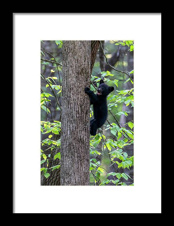 Black Bear Cub Framed Print featuring the photograph Black bear cub mouth open climbing up tree trunk by Dan Friend