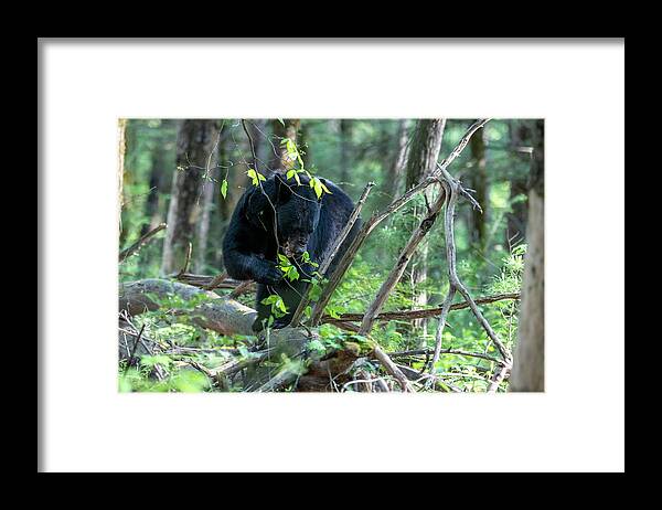 Black Bear; Walking; Log; Forest Floor; Nature Framed Print featuring the photograph Black bear eating leaves on a log on the forest floor by Dan Friend