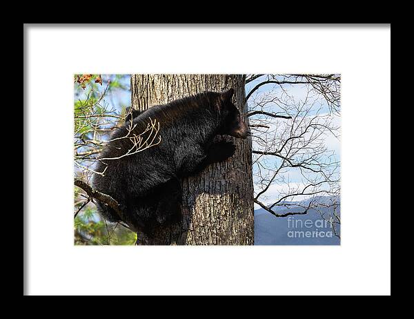 Smoky Mountains Framed Print featuring the photograph Black Bear Taking Higher Ground by Theresa D Williams