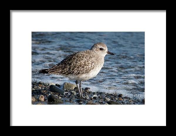 Animal Framed Print featuring the photograph Black-bellied Plover Winter Plumage Portrait by Nancy Gleason