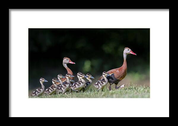 Black-bellied Whistling Duck Framed Print featuring the photograph Black-bellied whistling duck with its babies by Puttaswamy Ravishankar