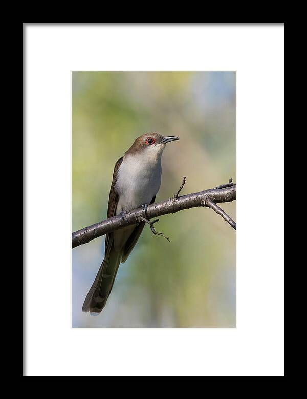 Black-billed Framed Print featuring the photograph Black-billed cuckoo by Mircea Costina Photography