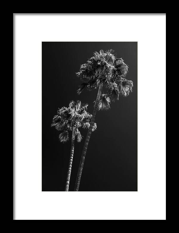 Palm Trees Framed Print featuring the photograph Black California Series - L.A Palm Trees by Philippe HUGONNARD