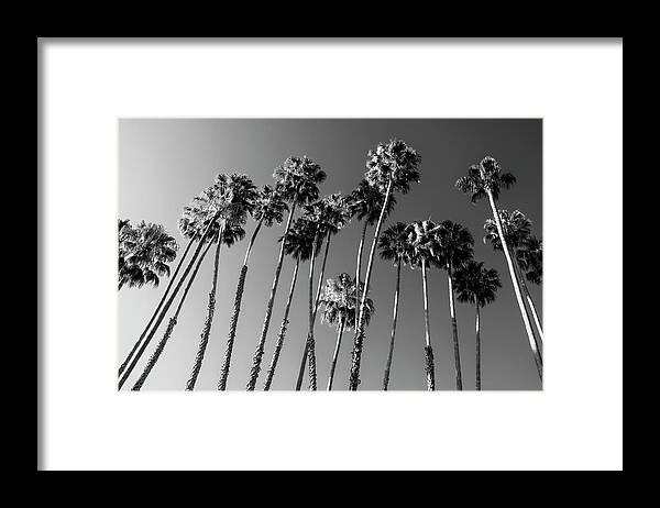 Palm Trees Framed Print featuring the photograph Black California Series - Palm Trees Family by Philippe HUGONNARD