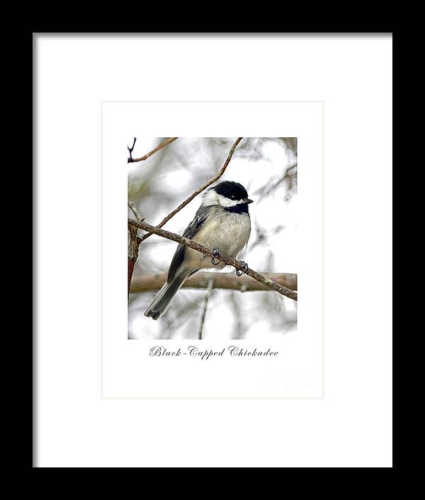 Bird Framed Print featuring the photograph Black-Capped Chickadee Print by Dianne Morgado