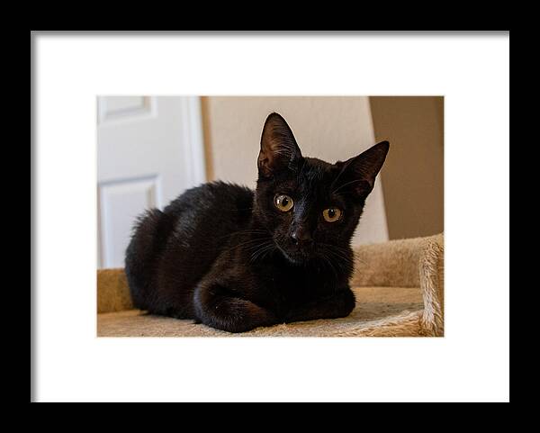 Cat Framed Print featuring the photograph Black Cat by Dart Humeston