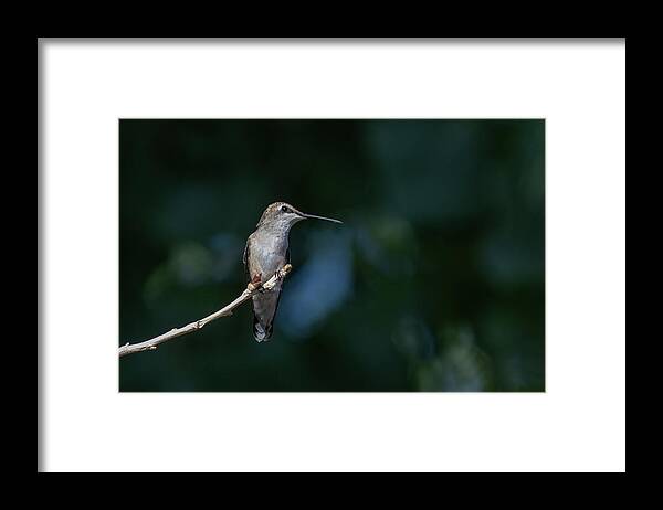 Hummingbird Framed Print featuring the photograph Black Chinned Hummingbird 2 by Rick Mosher