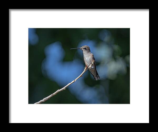 Black Chinned Hummingbird Framed Print featuring the photograph Black Chinned Hummingbird 3 by Rick Mosher