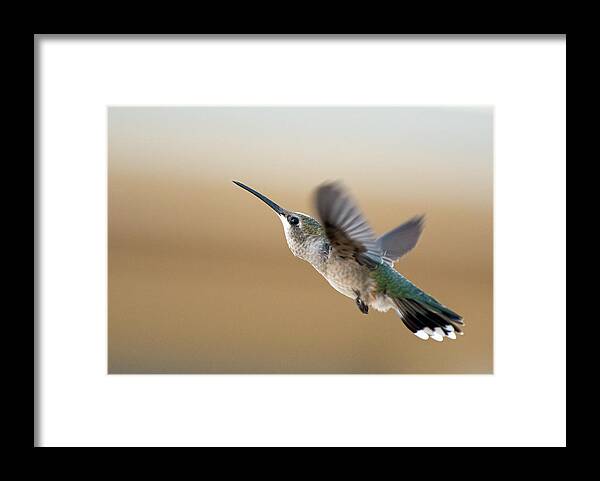 Black Chinned Hummingbird Framed Print featuring the photograph Black Chinned Hummingbird 5 by Rick Mosher