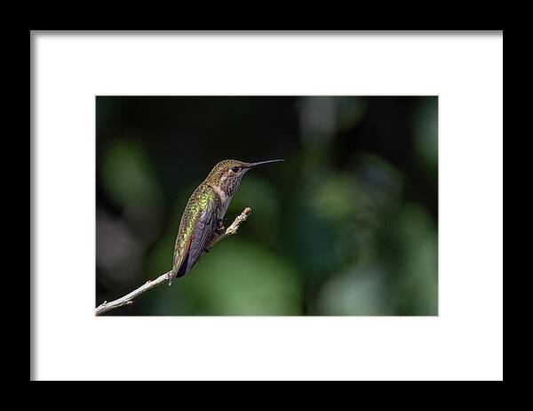 Black Chinned Hummingbird Framed Print featuring the photograph Black Chinned Hummingbird 6 by Rick Mosher