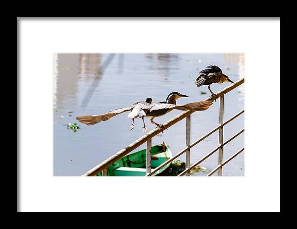 Animal Themes Framed Print featuring the photograph Black-crowned night heron. by CRMacedonio