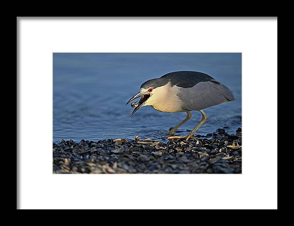  Nycticorax Nycticorax Framed Print featuring the photograph Black-crowned Night Heron Gobbling Fish by Amazing Action Photo Video