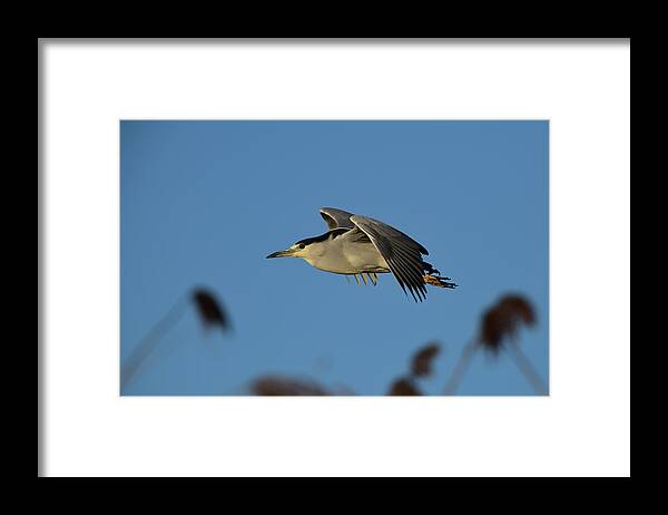 Black-crowned Night Heron Framed Print featuring the photograph Black-crowned night heron in Flight by Amazing Action Photo Video