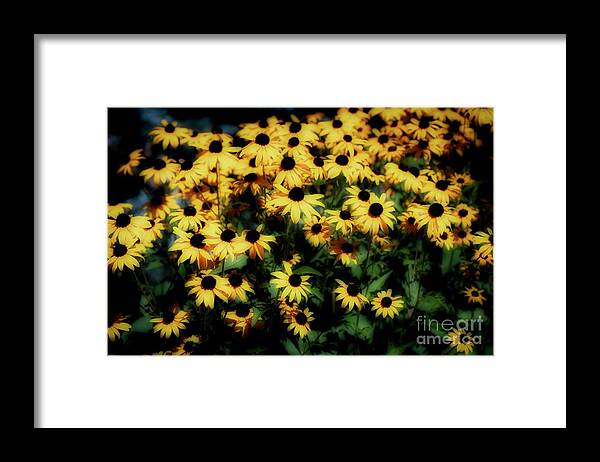 Black-eyed Susan Framed Print featuring the photograph Black Eyed Susan by Veronica Batterson