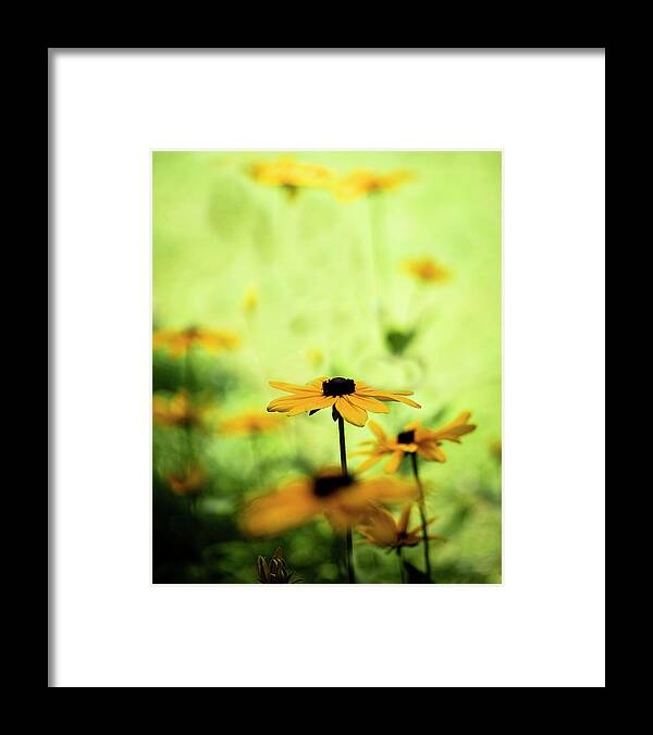 North Carolina (nc) Framed Print featuring the photograph Black-eyed Susans in Sun and Shade by Charles Floyd
