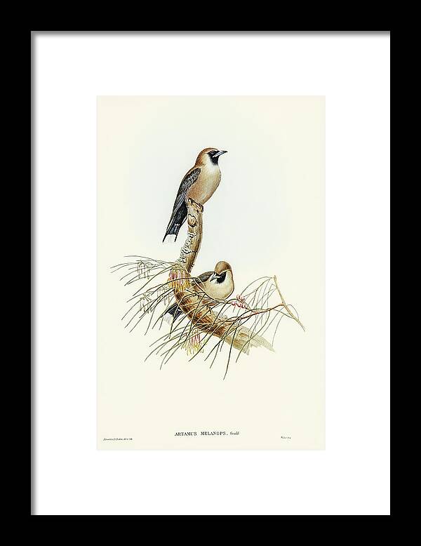 Black-faced Wood-swallow Framed Print featuring the drawing Black-faced Wood-Swallow, Artamus melanops by John Gould