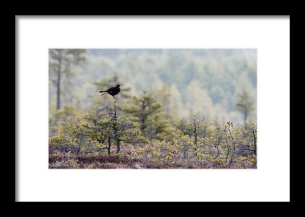 Black Grouse Framed Print featuring the photograph Black Grouse on top of a small pine by Torbjorn Swenelius