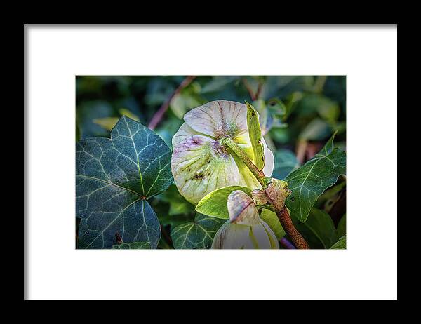 Black Hellebore Christmas-rose Framed Print featuring the photograph Black hellebore #j6 by Leif Sohlman