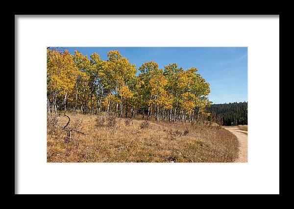 Golden Leaves Framed Print featuring the photograph Black Hills Aspens Golden Color by Cathy Anderson