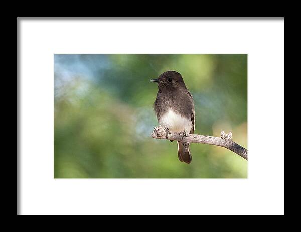 Black Phoebe Framed Print featuring the photograph Black Phoebe 2765-111620-2 by Tam Ryan