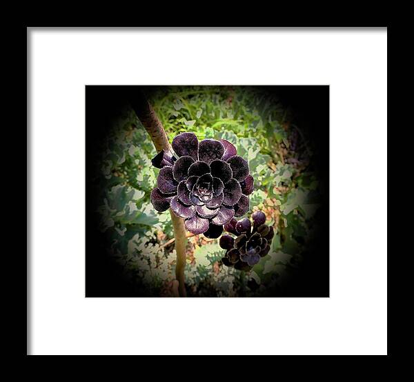 Rosettes Framed Print featuring the photograph Black Rose by Alida M Haslett