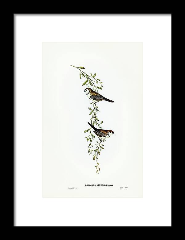Black-rumped Finch Framed Print featuring the drawing Black-rumped Finch, Estrelda annulosa by John Gould