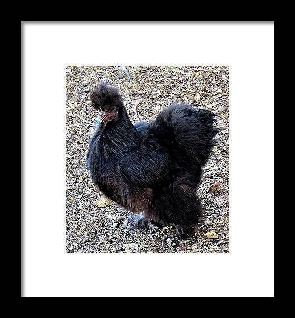 Black Chickens Framed Print featuring the photograph Black Silkie Bantam by Linda Stern