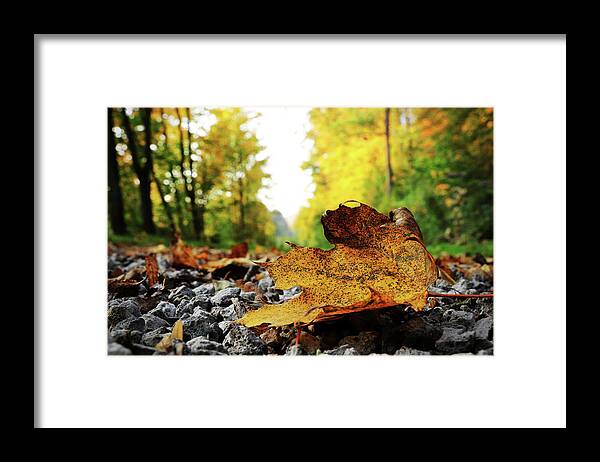Acer Framed Print featuring the photograph Black spotted yellow marple leaf on gravel road which surrounded forest, which playing many colors. Pinch of autumn in semptember by Vaclav Sonnek