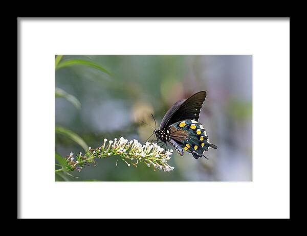 Flower Framed Print featuring the photograph Black Swallowtail Posing by Steve Templeton