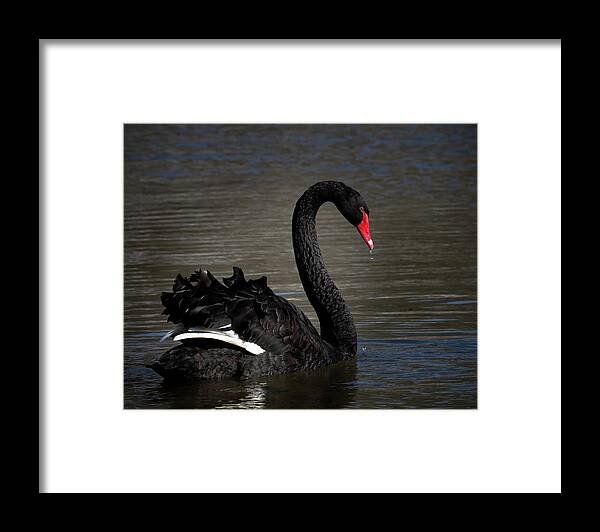 Black Swan Framed Print featuring the photograph Black Swan by Mindy Musick King