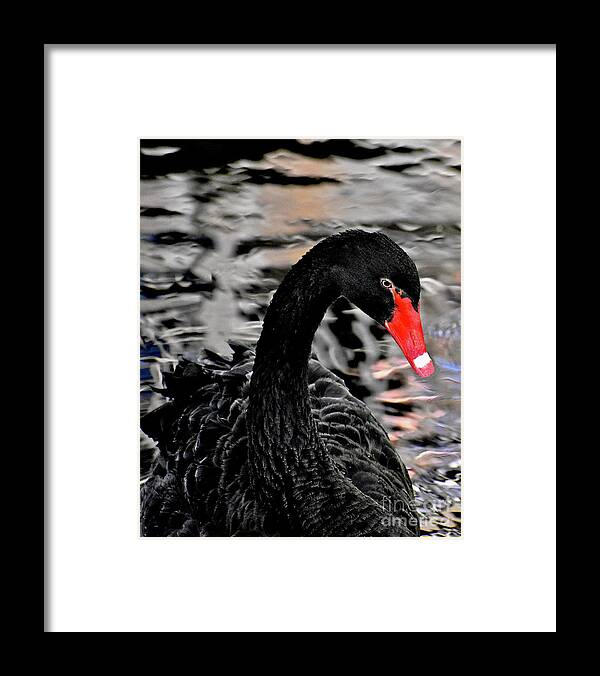 Swan Framed Print featuring the photograph Black Swan Relaxing by Linda Brittain