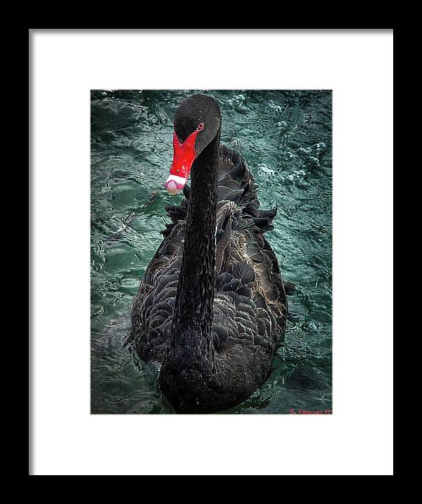 Bird Framed Print featuring the photograph Black Swan by Rene Vasquez