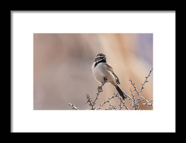 Wildlife Framed Print featuring the photograph Black Throat Beauty by Jonathan Nguyen