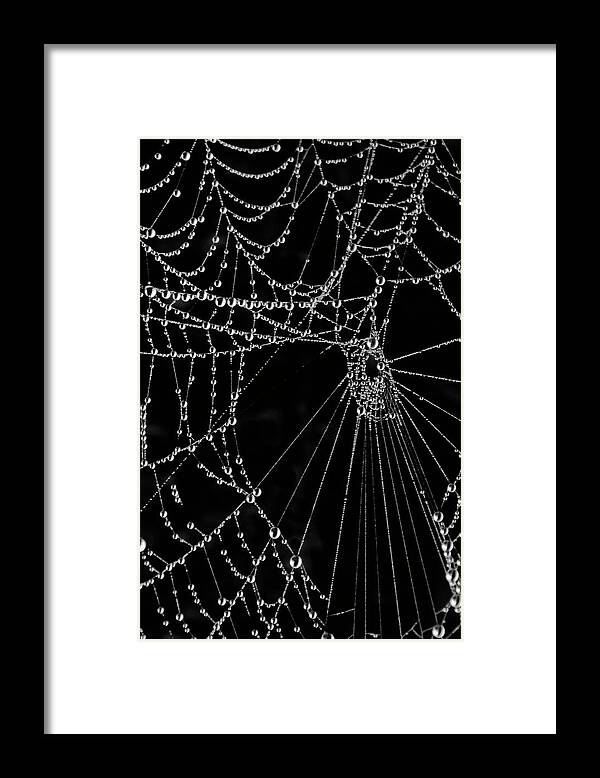 Black Framed Print featuring the photograph Black Web by WAZgriffin Digital