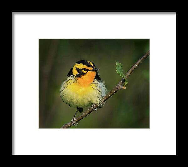 Warbler Framed Print featuring the photograph Blackburnian Warbler by CR Courson