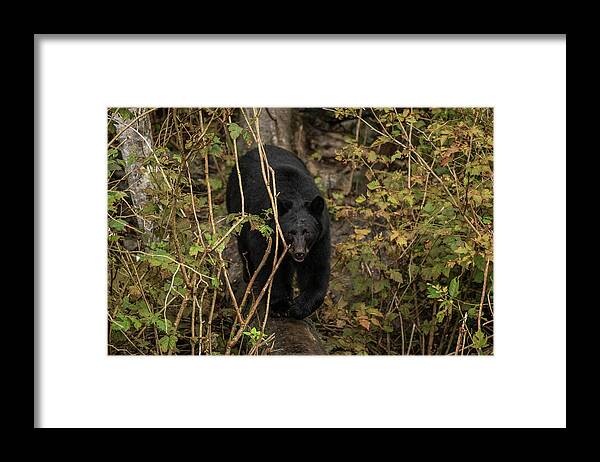 Black Bear Framed Print featuring the photograph Blackie by David Kirby