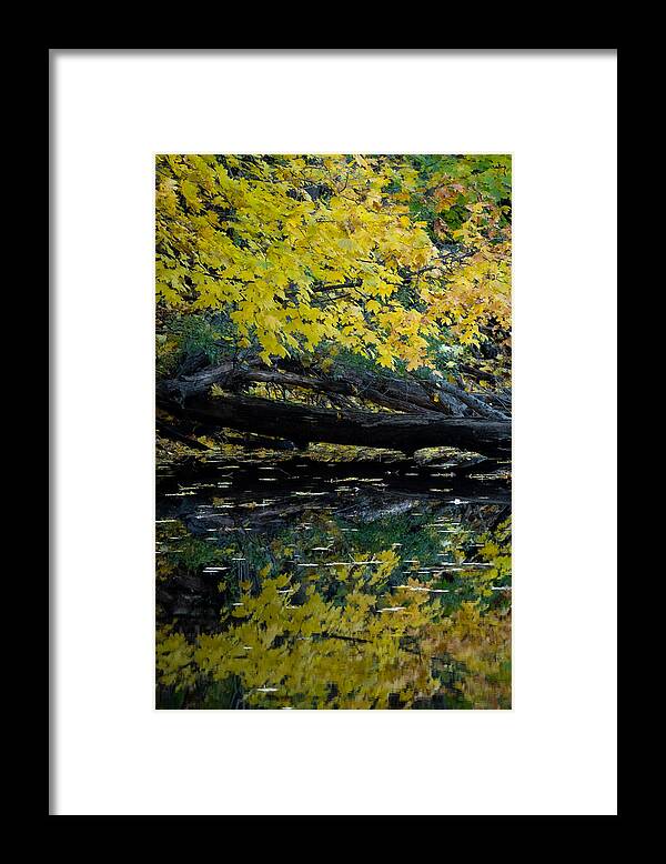 Fall Framed Print featuring the photograph Blackstone Gold by Linda Bonaccorsi