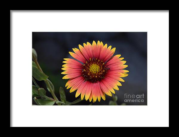 Indian Blanket Flower Framed Print featuring the photograph Blanket Flower Perfection by Janet Marie