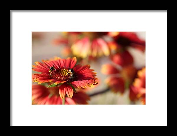 Blanket Flowers Framed Print featuring the photograph Blanket Flowers by Mingming Jiang