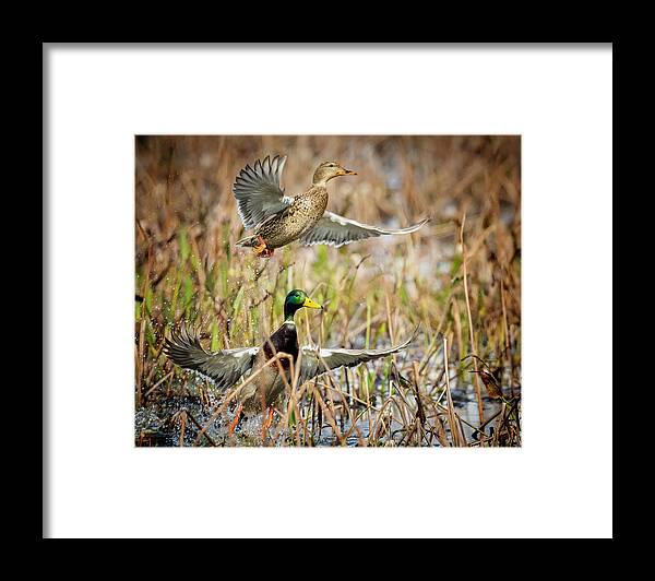 Waterfowl Framed Print featuring the photograph Blast Off by Jim E Johnson