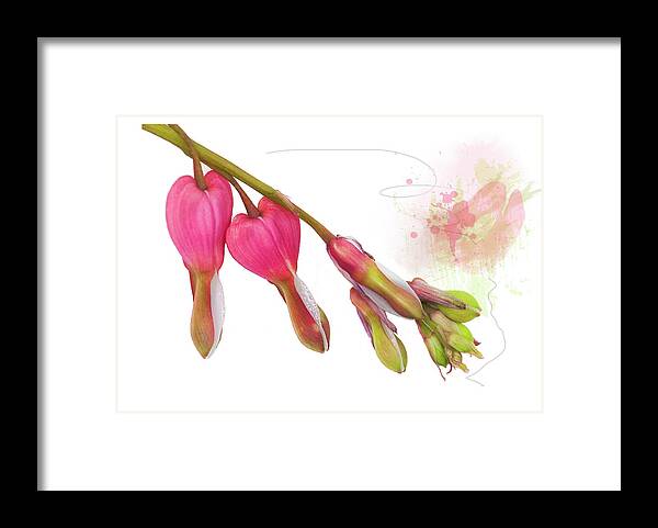 Heart Framed Print featuring the mixed media Bleeding Heart by Moira Law