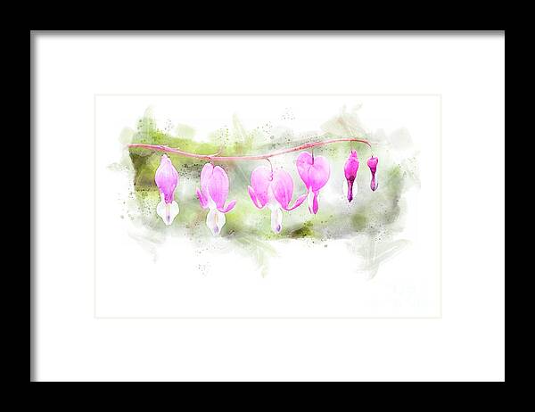 Bleeding Heart Flower Framed Print featuring the digital art Bleeding Hearts Watercolor by Jayne Carney