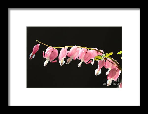 Bleeding Heart Framed Print featuring the photograph Bleeding Hearts with Black Background by Carol Groenen
