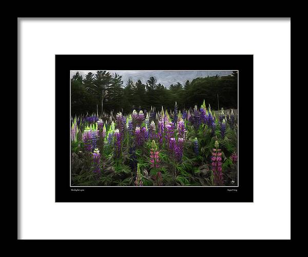 Lupine Framed Print featuring the photograph Blending the Lupines Poster by Wayne King