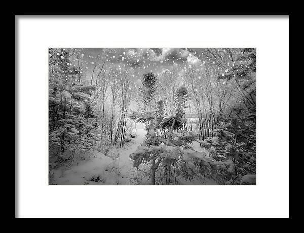 Wintertime Framed Print featuring the photograph Blizzard In Jurmala Latvia by Aleksandrs Drozdovs